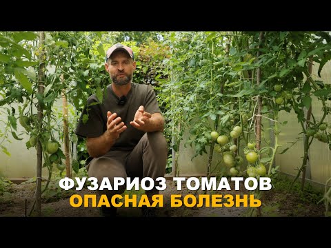 Видео: ОПАСНОСТЬ ФУЗАРИОЗА. Как бороться с фузариозным увяданием томатом.