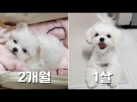 Видео: Годовой процесс роста мальтийского щенка