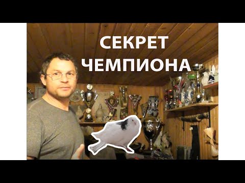Видео: В гостях у Катомина А. А.(Беседа о формировании стаи лётных голубей )