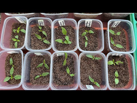 Видео: Пикирую томатные гномы и перцы.