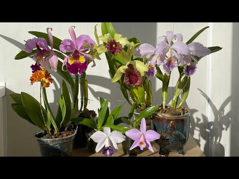 Видео: Яркие краски осени, мои цветущие орхидеи!
