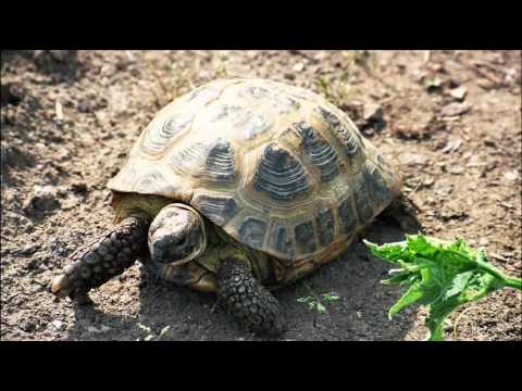 Видео: Организм и среда.  Среда обитания.  Экологические факторы