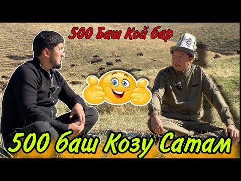 Видео: 500 Баш Кой Баккан Фермер ( Нургазы ) Агабыздын Койлору🇰🇬( Менин Чарбам 1️⃣ Чыгарылыш 📸)🙋🏻‍♂️👍✅🗻