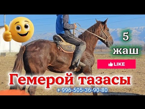 Видео: Дакандардан