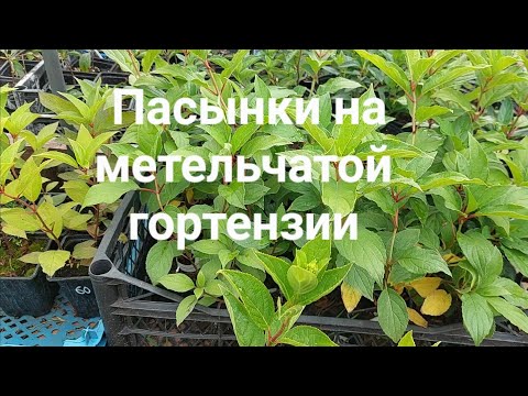 Видео: Пасынки на гортензии.Что делать?