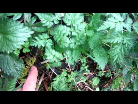 Видео: Небольшой обзор дикоросов мая. Заготовка трав для лесного супа.