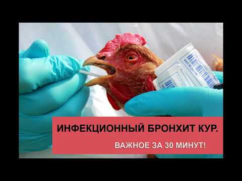 Видео: Инфекционный бронхит кур за 30 минут!