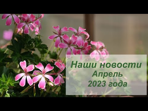 Видео: Наши новости. Апрель 2023. Ничего не успеваю...