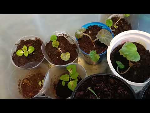Видео: Всходы сладкого перца, баклажан  Первая пикировка  Обзор посаженных цветов