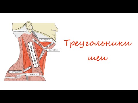 Видео: Области и треугольники шеи┃Triangles of the Neck