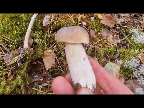 Видео: #опять в #лес по #грибы :) #сентябрь2025 