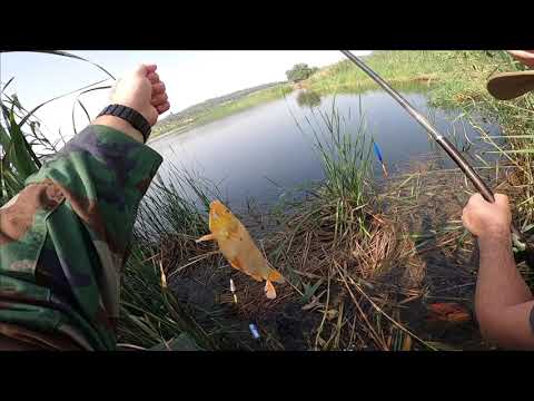 Видео: Рыбалка. Золотые рыбки. Озеро в окрестностях Бейт Шемеш. Fishing. Goldfish. Lake near Beit Shemesh.