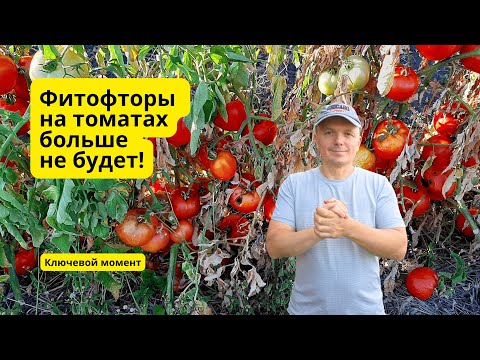 Видео: Как победить  фитофтору на томатах? Лёгкий  способ.