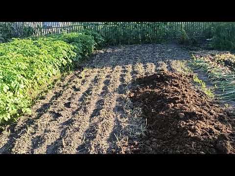 Видео: Готовим гряды под посадку земляники! Омск,04.08.2022г.