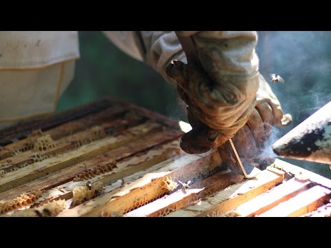 Видео: ОТБИРАЮ ИЗ ГНЕЗД ПЕРГОВЫЕ РАМКИ И ПРЕДУПРЕЖДАЮ РОЕНИЕ.