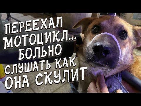 Видео: Спасение животных / Сбили местные байкеры / Попала под мотоцикл