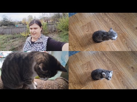 Видео: Столько дел перелапатила 