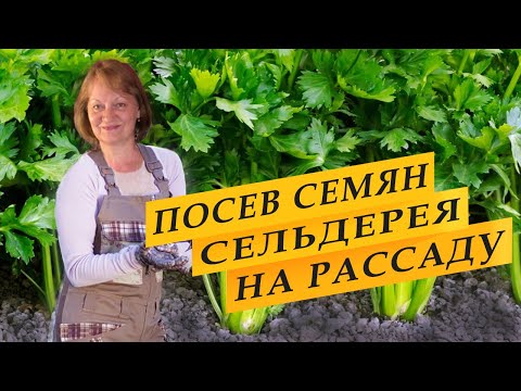 Видео: Посев семян сельдерея на рассаду.