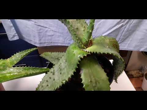 Видео: ядовитые виды алоэ. Устрашающее, стриата, мыльное