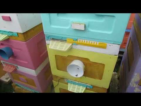 Видео: пчеловодство на ячейке 4,9 мм - часть 64, температура в гнезде выше на маленькой ячейке 5.05.2024