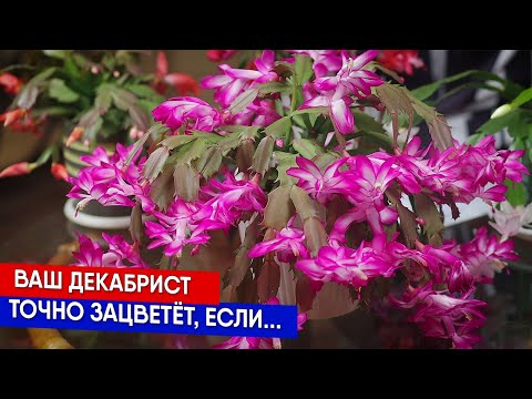 Видео: Правильные подкормки для цветения декабриста