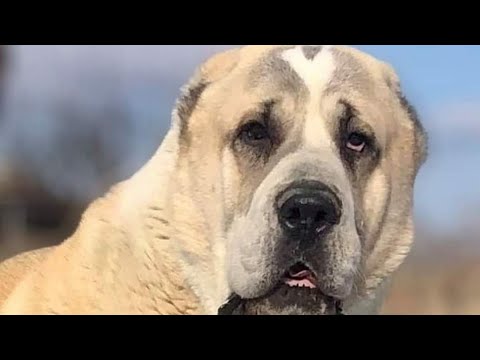 Видео: ГИГАНСКИЕ СОБАКИ АЛАБАЙ И РОСКОШНАЯ СОБАКОВАЯ ФЕРМА