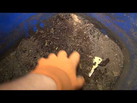 Видео: Черная львинка.