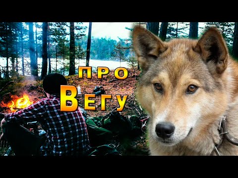 Видео: /Однажды на охоте/Таёжная История/