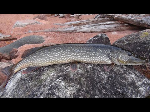 Видео: Знакомство с Карелией. Мечты... Мечты... Часть 13