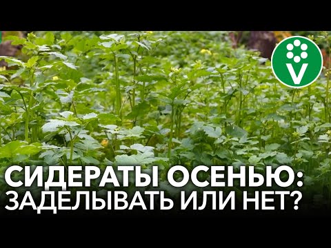 Видео: ЧТО ДЕЛАТЬ С СИДЕРАТАМИ ОСЕНЬЮ: закапывать или нет?