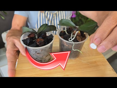 Видео: Секрет роста корней №1, который вам нужно знать сегодня