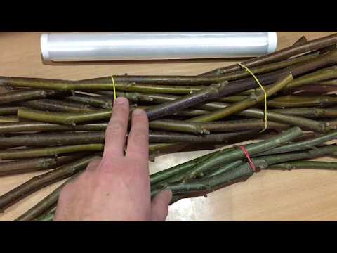 Видео: Заготовка и хранение черенков грецкого ореха. (UKR)