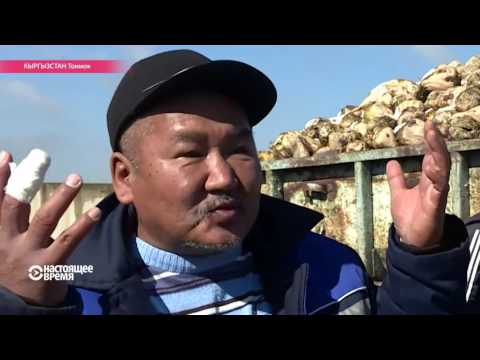 Видео: Как разорить киргизского свекольщика