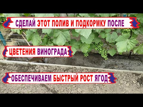 Видео: 🍇 Полейте и ПОДКОРМИТЕ виноград после цветения для БЫСТРОГО РОСТА гроздей и ягод.