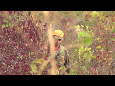 Видео: ЛОВ НА ДИВ ФАЗАН В КАЙНАРДЖА