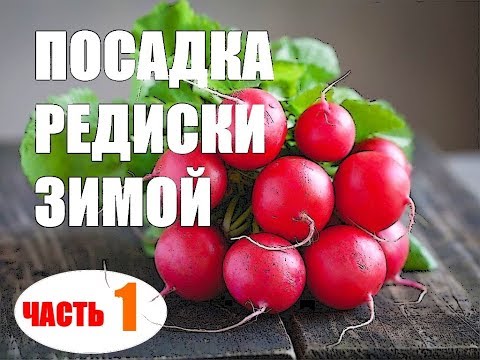 Видео: Редиска в теплице зимой