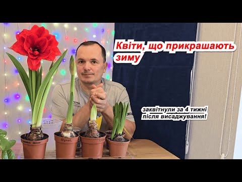 Видео: Перші квіти, які зацвіли у новому році! Неочікувано швидко та яскраво!