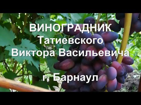 Видео: Алтайский край. #Барнаул. 2019 год. #Виноградник Татиевского Виктора Васильевича