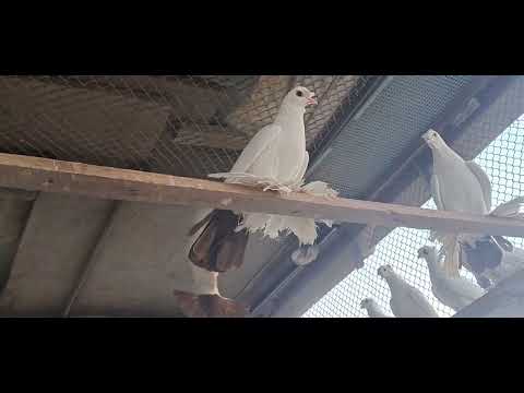 Видео: Хвостатые двухчубые и носачубые лохматые  голуби. г.Туркменабат. (Чарджоу).04.04.2025.🕊🕊🕊🕊🕊..