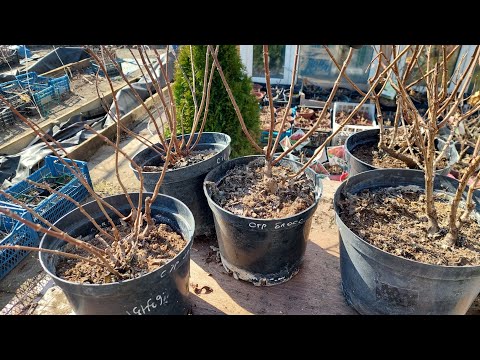 Видео: Обрезка метельчатых гортензий в прямом эфире часть вторая