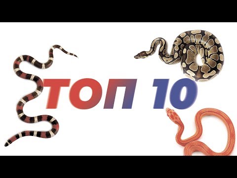Видео: ТОП 10 Змей для содержания дома.