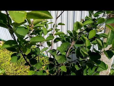 Видео: Саженцы ирги через 2 года: стоило ли за них бороться?