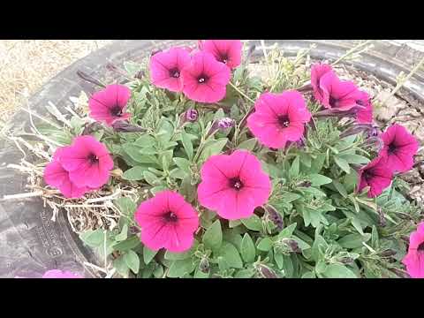 Видео: Вышли птички погулять