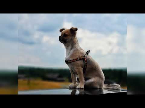 Видео: История посёлка Новая Княсьпа. Свердловская область.