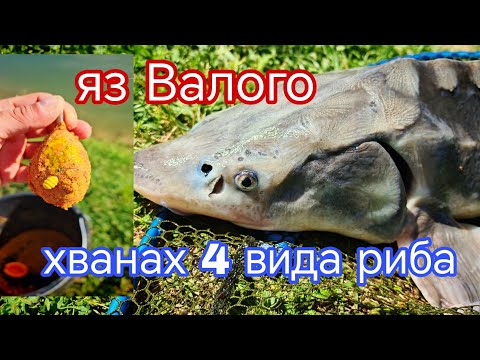 Видео: Яз.Валого ,ХВАНАХ 4 ВИДА РИБА на  ФИДЕР! РИБОЛОВ на ШАРАН ,БЯЛ АМУР ,КЕФАЛ,ЕСЕТРА!