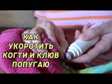 Видео: КАК ПОДРЕЗАТЬ ПОДПИЛИТЬ КЛЮВ И КОГТИ ПОПУГАЮ