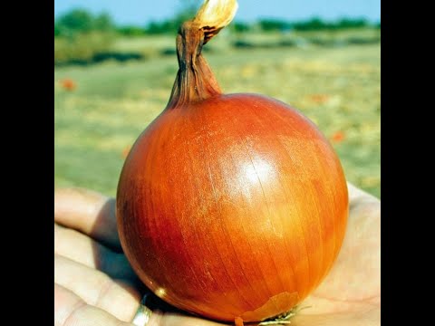 Видео: Гибриды - Мустанг F1 и Роухайд F1