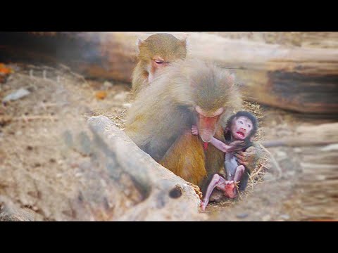 Видео: Детям- гамадрилам в ДОМ2 явно нужен садик. Мамаши уже не так следят за карапузами. Тайган