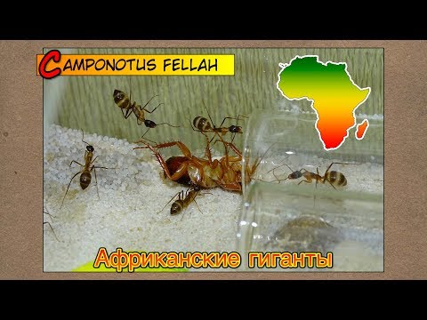 Видео: Африканские гиганты ● Camponotus fellah