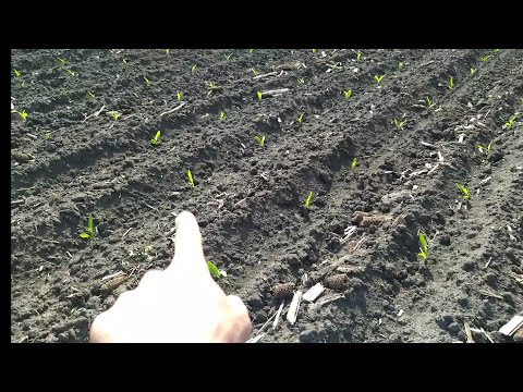 Видео: Огляд посівів кукурудзи!